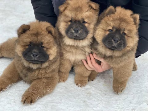 Çin Aslanı Yavrular Gelip Görerek Alabilirsiniz Adrese Teslimat Var