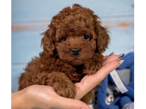 Güvenilir Üreticiden Poodle