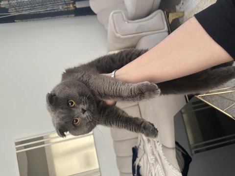 Scottish Fold Oğlum Aileye Verilecek
