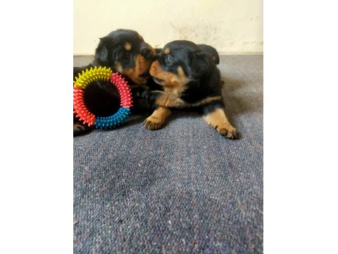 Koca Kafa Rottweiler Yavrular Xxl