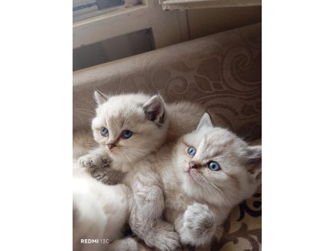 Efsane British Shorthair Yavrularım