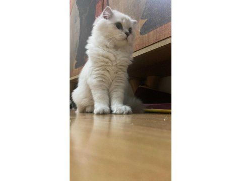 British Ahiretliklerim