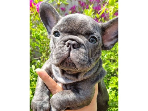 French Bulldog Yavru Köpekler