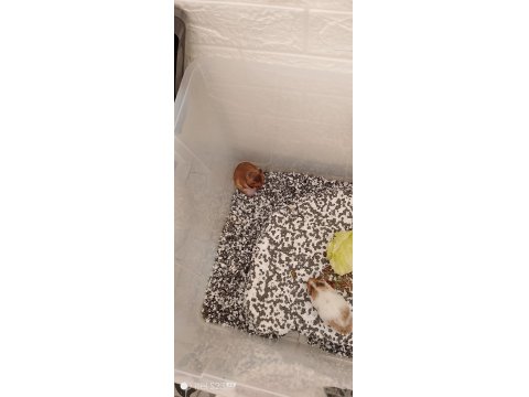 Suriye 2 Erişkin Erkek Hamster