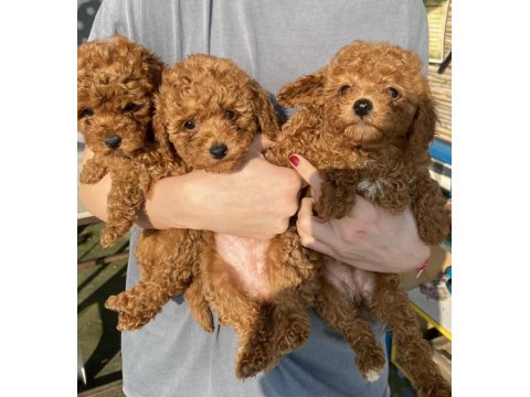 Red Brown Toy Poodle Kızlarım