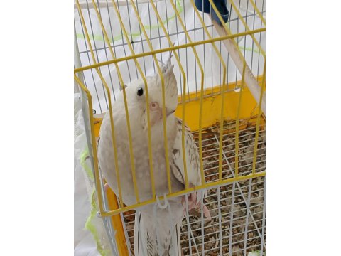 6 Aylık Sultan Papağanı