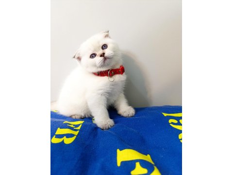 British Shorthair Yavrularımıza Yeni Yuvalarını Arıyoruz