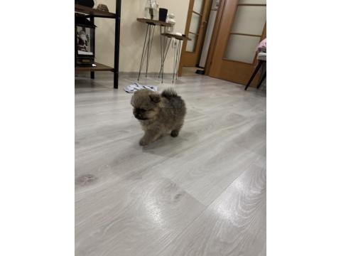 5 Pomeranian Yavrumuza Aile Arıyoruz