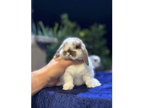 Safkan Tavşan Yavruları Her Yere Gönderilir