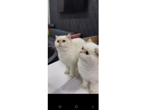 Veteriner Kontrollü British Yavrular