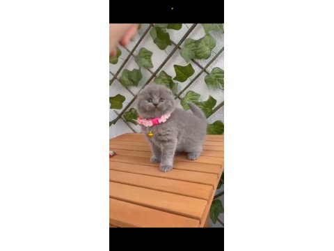2.5 Aylık Dişi Scottish Fold Ayıcık Suratlı