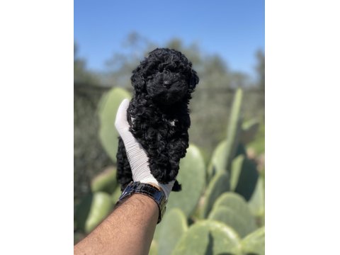 Sağlık Ve Irk Garantili Poodle Yavrularımız