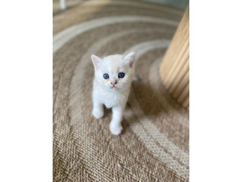 British Shorthair Yavru Kediler Rezerveye Açık!