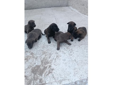 Belçika Kurdu Yavruları 8 Adet
