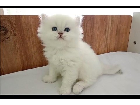 Kocaeli Safkan Show Kalite British Bebekler