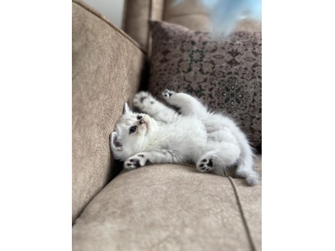 Özel Yetiştirilmiş Wcf Kayıtlı British Shorthair Yavru