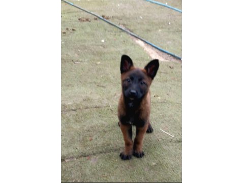 Teslime Hazır Belçika Kurdu (Malinois) Yavruları