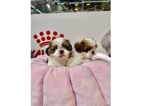 Irk Ve Sağlık Garantili Hypo Mini Shih Tzu Bebekler