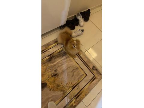 10 Aylık Dişi Pomeranian