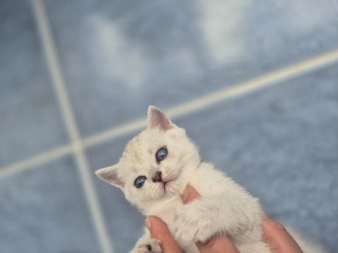 Birinin Yavrularım 3 Erkek 1Dişi