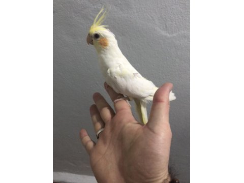 Yavru Sultan Papağanları