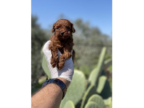 Sağlık Ve Irk Garantili Toy Poodle Yavrularımız
