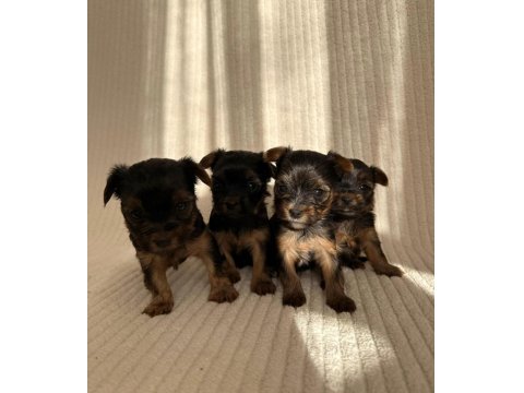 Teacup Yorkshire Terrier Ev Doğumlu Yavrular