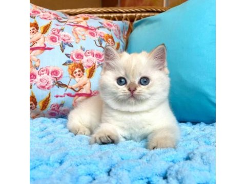 Dünya Tatlısı British Shorthair Yavruları