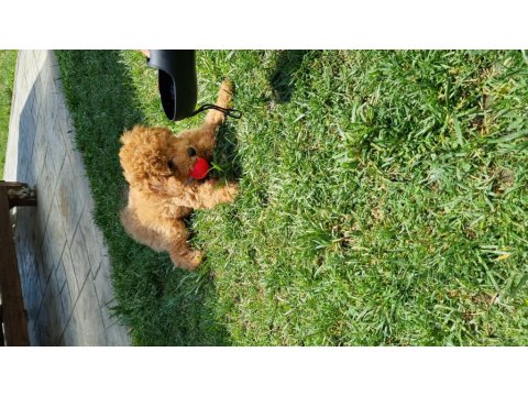 Dişi Aşıları Tam Tuvalet Eğitimli Özel Fiyat Son Hafta