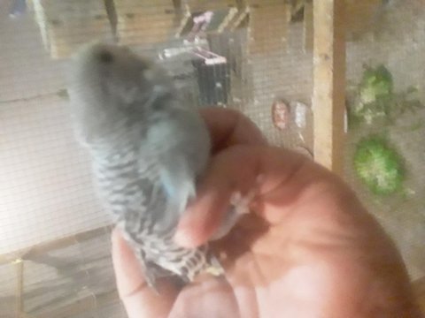 35 Günlük Yeni Yeme Düşmüş Muhabbet Kuşu Uyguna