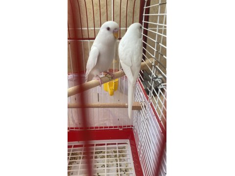 Çift Tek Takım Muhabbet Kuşları Damızlık Yavru