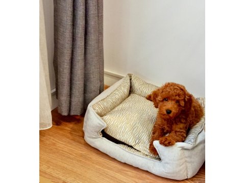 Harika Bir Köpektir