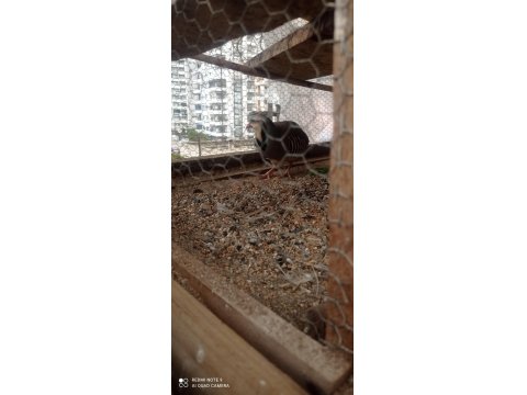 1 Yaşında Erkek Keklik