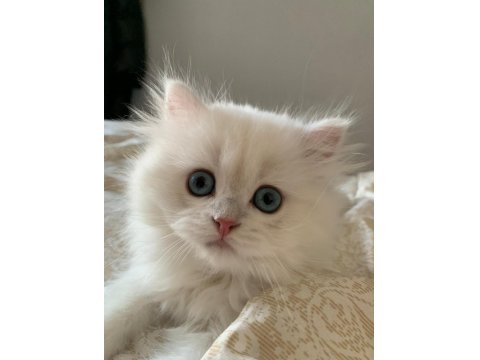 Kusursuz British Longhair 3 Aylık