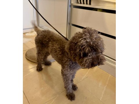 Kuki Duru Torunun Poodle