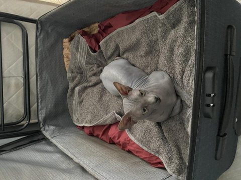 Kanada Sfenks Yavrularımız