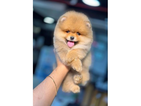 Pomeranian Boo 0 Numara Yavrular