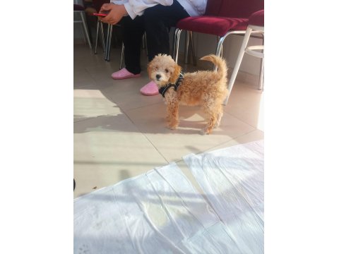 Yavru Maltipoo