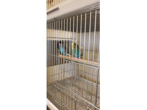 Renk Güzeli Genç Bakıcı Takım Muhabbet Kuşu