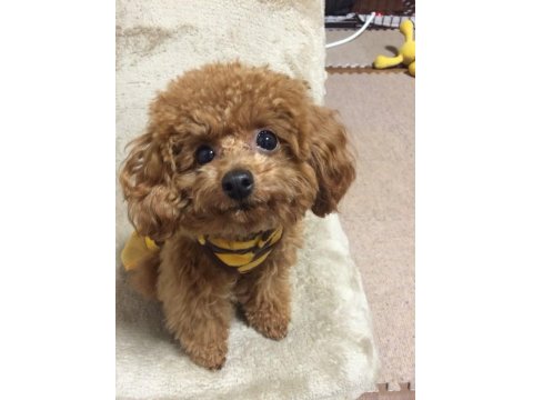 Orjinalyus Poodle