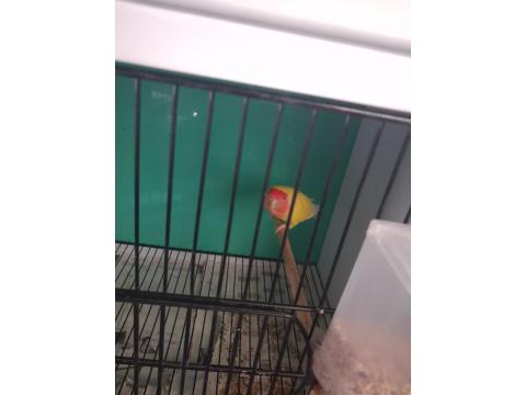 Sevda Papağanı Çift Ve Yavru