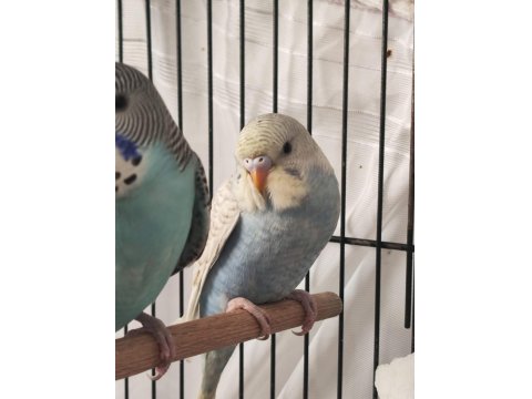 Yavru Muhabbet Kuşlar