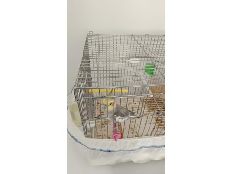 Erkek 1.5 Yaşında Sultan Papağanı