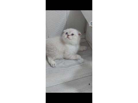 Kalite British Longhair Bebek Teslime Hazır