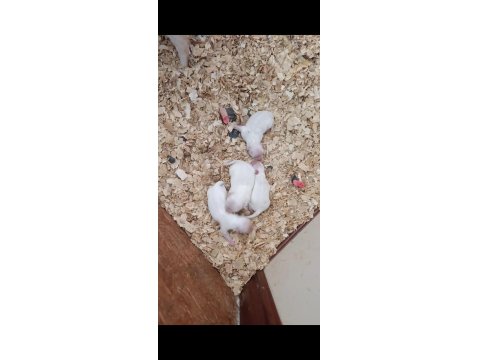 Safkan Pomeranian Spitz Yavrular