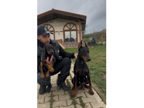 Şampiyon Üreticiden Şampiyon Doberman Yavruları