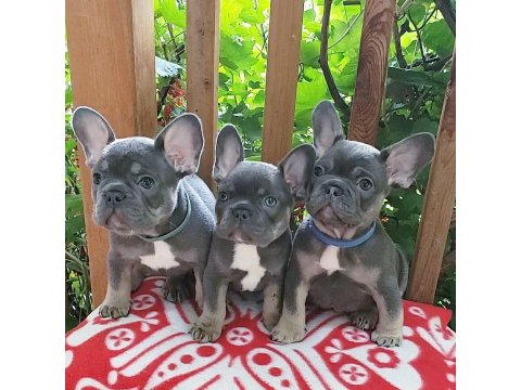 French Bulldog Köpekler