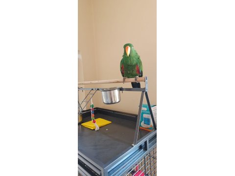 5 Yaşında Eclectus