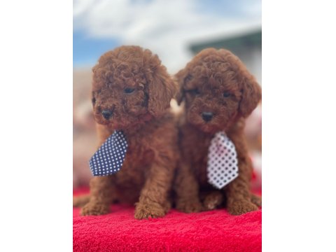 Safkan Irk Ve Sağlık Garantili Toy Poodle