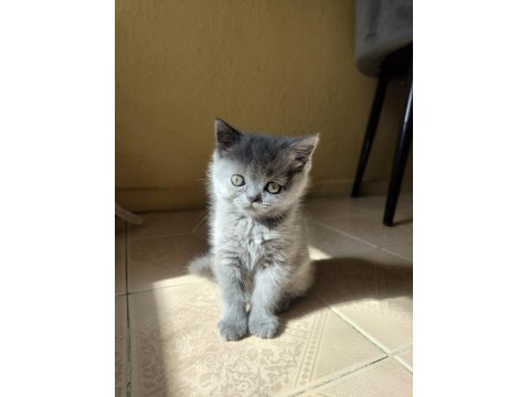 50 Günlük British Kızlarımız